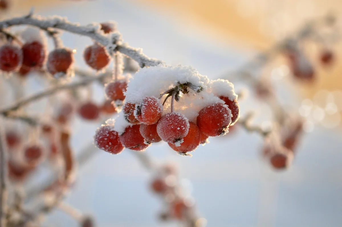 Quel fruit pour quelle saison : le calendrier que personne ne vous donne